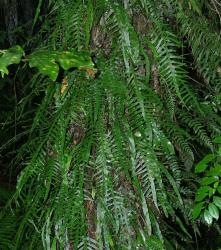 Microsorum scandens: mature plant growing epiphytically on tree fern trunk.
 Image: L.R. Perrie © Leon Perrie 2011 CC-BY-NC 3.0 NZ